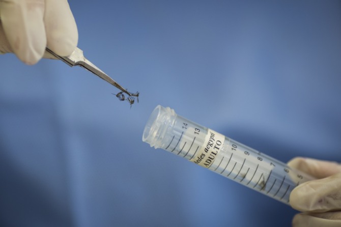 브라질 헤시페에 있는 피오크루스연구소에서 한 연구원이 소두증을 일으키는 지카 바이러스를 옮기는 이집트 숲 모기를 플래스틱 통에 담고 있다. / 사진 = 뉴시스